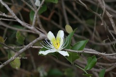Capparis brevispina